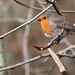 Dawn Scanlon Photo 16