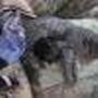 Carol Shuey Photo 11
