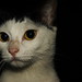 Heng Ou Photo 16