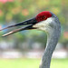 Joy Crane Photo 29