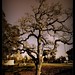 Sharon Green Photo 38