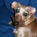 Susan Wiener Photo 37