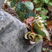 Delores Rose Photo 23