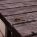 Duck Yoo Photo 10