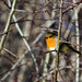 Robin Ely Photo 33