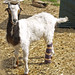 Sue Holler Photo 19