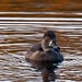 Paul Lesser Photo 24