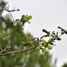 June Sage Photo 17