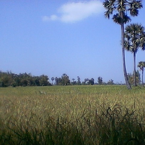 Seng Bun Photo 6