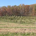 Virginia Apple Photo 25