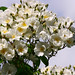 Bobbie White Photo 42