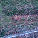 Carolyn Fox Photo 47