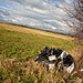 Don Cleary Photo 28