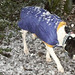 Susan Mcphee Photo 24