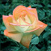 Roger Rose Photo 39