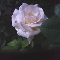 Priscilla Robinson Photo 6