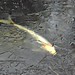 David Fish Photo 46