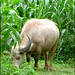 Le Lang Photo 23