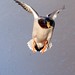 Stephen Mallard Photo 22