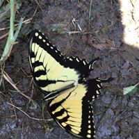 Cheri Quimby Photo 1