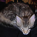 Sylvia Bradford Photo 25