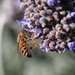 Stephen Lavender Photo 28