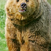 Patricia Bear Photo 31