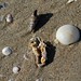Timothy Shell Photo 29