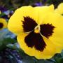 Joyce Rose Photo 28
