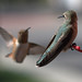Allen Chin Photo 33
