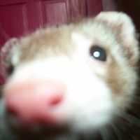 Peter Starkey Photo 5