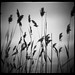 Diana Reed Photo 40