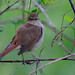 Richard Nightingale Photo 29