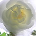 Thomas Rosen Photo 31