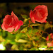 Rose Palma Photo 34