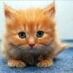 Kitty Fisher Photo 7
