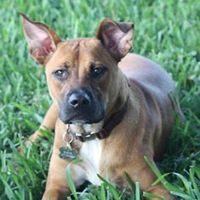 Buster Brown Photo 3