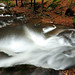 Forrest Logan Photo 17
