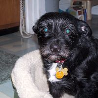 Joann Flanagan Photo 1