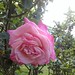 Grace Bloom Photo 27