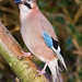 Jay Bartlett Photo 41