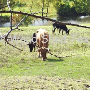 Steve Culp Photo 12