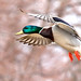 Don Mallard Photo 17