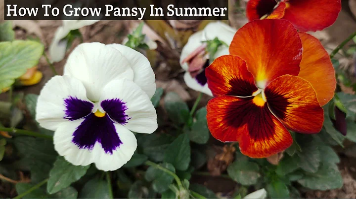 Pansy Summers Photo 7