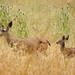 Teresa Parks Photo 40