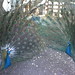 Joel Peacock Photo 27