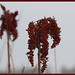 Lorrie Winters Photo 17
