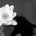 Debra Woolard Photo 18