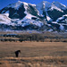 Cindy Bozeman Photo 14