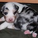 Colleen Pepper Photo 16